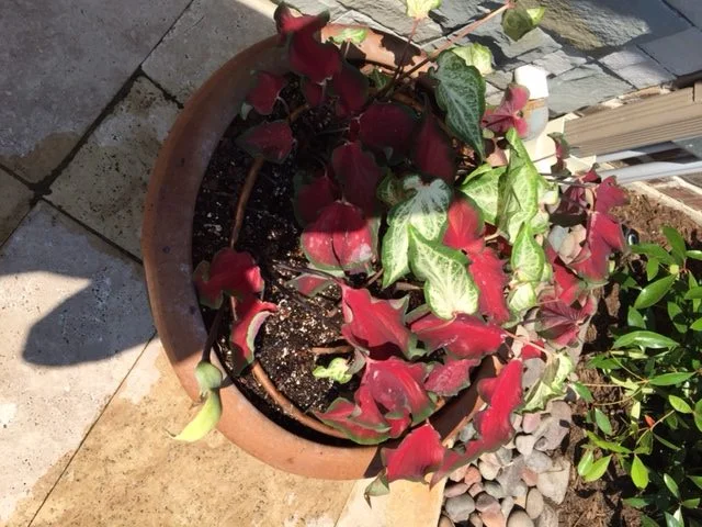 Flower Pot Irrigation — image 2