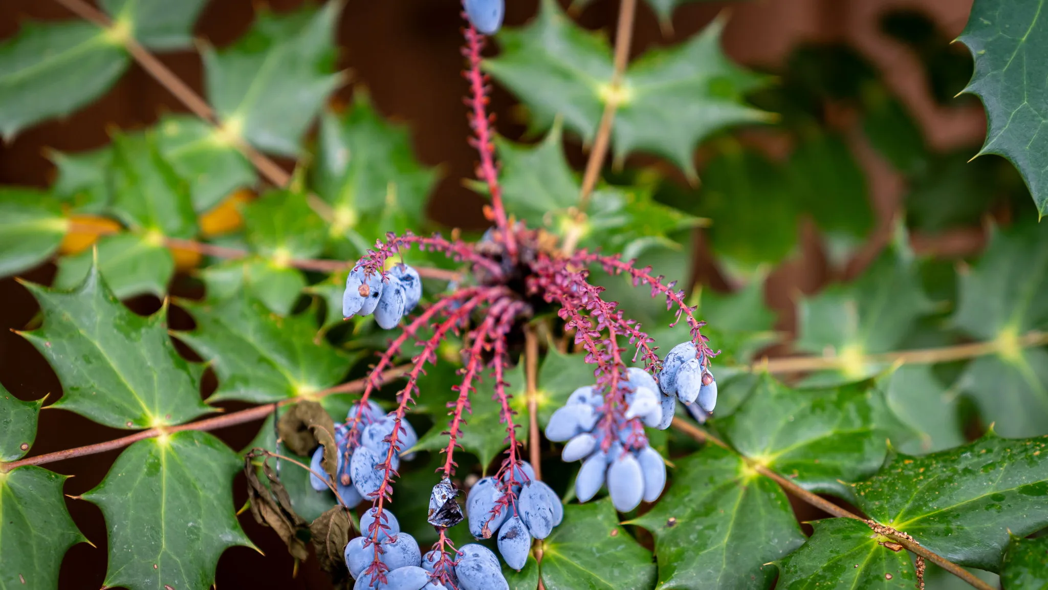 Affordable Landscaping for Residential Properties: What Adds Curb Appeal Without Breaking the Bank