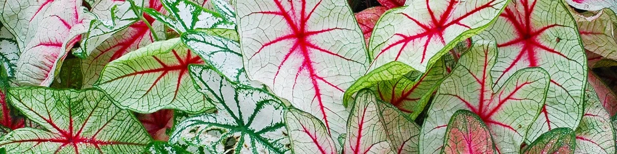 Caladium