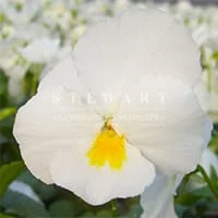 Crown White