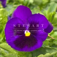 Majestic Purple
