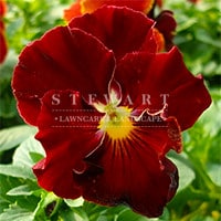 Pansy Crown Red Rose