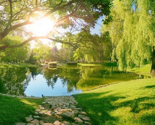How to Choose the Right Plants for Your Seasonal Color Landscape in Dallas, TX