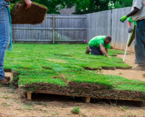 Dallas Landscaping Design Solving Blackland Prairie Soil Problems with Smarter Bases, Roots & Drainage