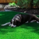 Synthetic Turf for Pets vs. Play Areas in Dallas and Lake Highlands, TX Design Considerations That Matter